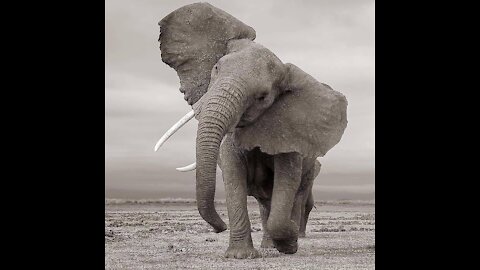 Help the elephant