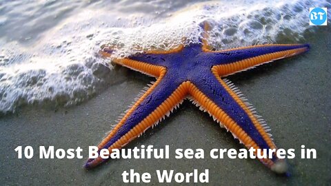 10 Most Beautiful sea creatures in the World