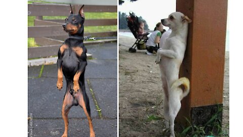 funny dog playing one leg hopping game 🐕😂