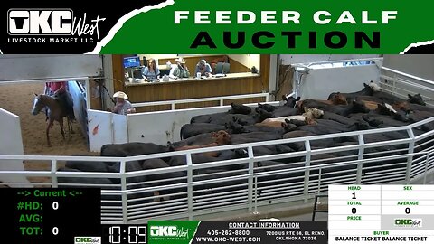 8/23/2023 - OKC West Feeder Calf Auction