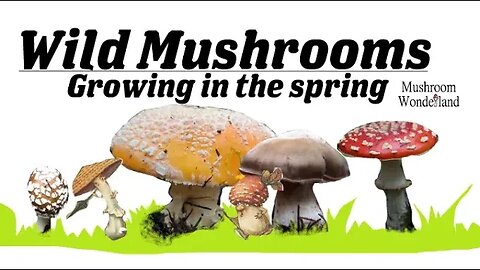 Wild Mushrooms Growing In The Spring- May 2022