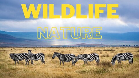 Captivating Wildlife Encounters | Safari Adventures | Enchanting Forest Scenes
