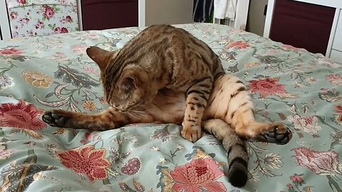 Cat does the splits 🙀 #bengalcat