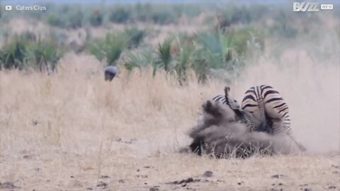 Natura: epica lotta tra zebre!