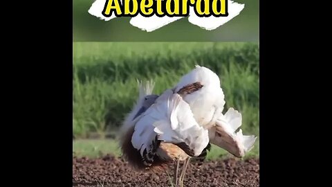 Abetarda australiana a maior ave voadora da Austrália #shorts