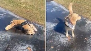 Golden Retriever Tries To Go Swimming On Patch Of Ice