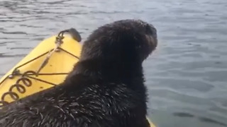 Adorable Sea Otter Catches A Ride