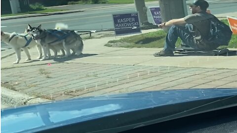 Skateboarder turns trio of huskies into summertime dog sled