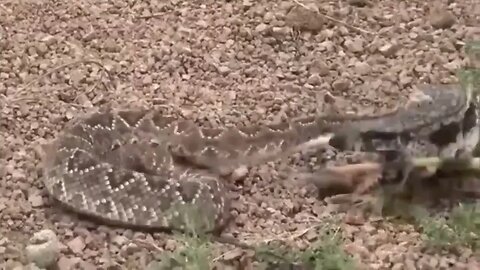 Cobra Cascavel Atacar Teiú - Animais Selvagem
