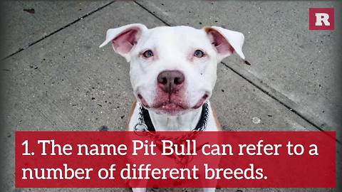12 Fun Facts about the Pit Bull | Rare Animals