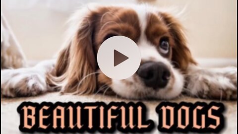 See the most beautiful dogs in the world