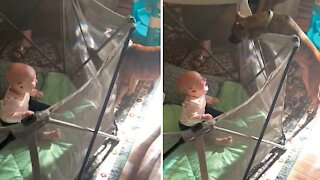 Playful Pup Is The Best At Making Baby Girl Laugh