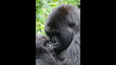 Mamãe Gorila e seu Filhote #shorts
