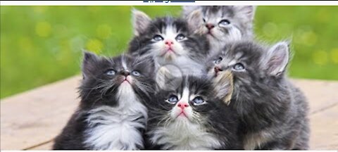 Baby cats_ cute and funny cat