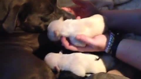 "Singing" litter of puppies will make you smile