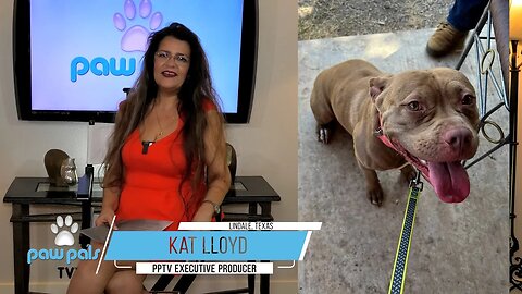 Kat Lloyd features "Honey's Ordeal" after being DEEMED AGGRESSIVE by the City of Killeen