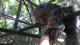 Rescued Saki Monkey wants to befriend caretaker