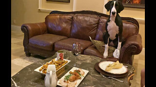 Polite Great Dane Puppy Waits For Swiss Chalet Chicken & Fries Dinner