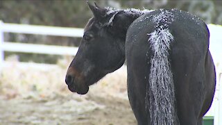 Denver7 viewers help raise more than $58,000 to save Elizabeth horse sanctuary