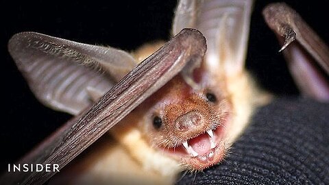 This Bat Eats Scorpions And Lizards, And Just Got A Place In California History | Insider News