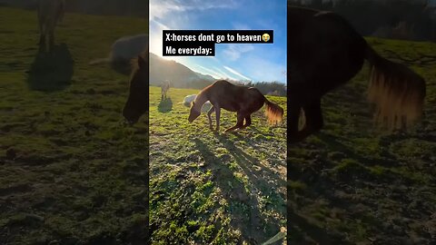 Do Horses go to Heaven? 🐴🌈