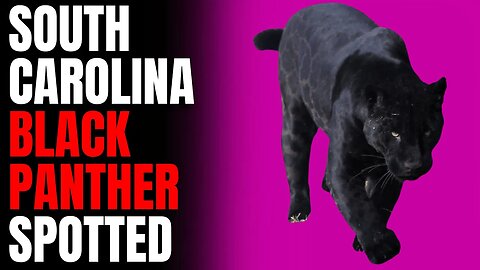 South Carolina Black Panther Spotted