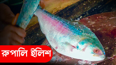 World Popular Most Delicious Hilsa Fish Cutting In Bangladesh | Fish Cutting Live#FishCutting2