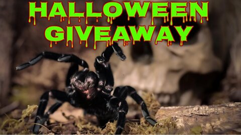 I'm GIVING AWAY Tarantulas, Enclosures, Merch & MORE!