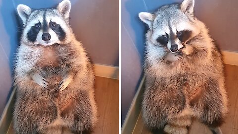 Pet raccoon sits and cries in the corner like a toddler in time out