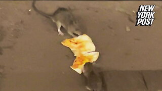 Pizza rats play tug-of-war with a cheese slice on NYC subway tracks