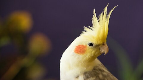 Watch your parrot drinking water