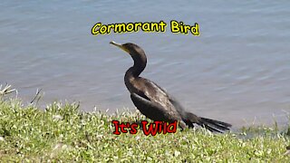 Cormorant Bird On Shore