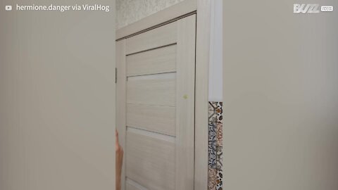 Cat is caught by owners climbing door