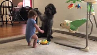 Dog teaches baby how to sit