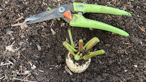 Over Wintering Parsnips For Seed Saving