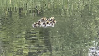 9 ducklings left alone