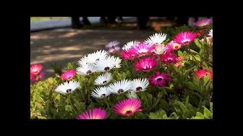 Flowers nature🌿🍃 video with relax music on rumble.com