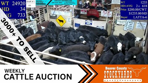 3/7/2023 - Beaver County Stockyards Livestock Auction