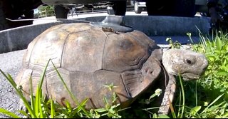 51st gopher tortoise released