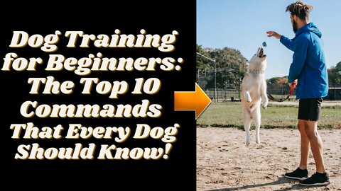 Dog Training for Beginners: The Top 10 Commands That Every Dog Should Know!