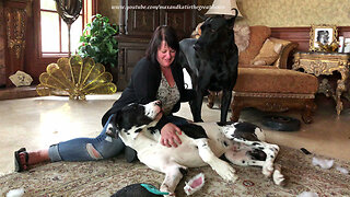 Happy Great Dane Loves Getting His Itch Scratched