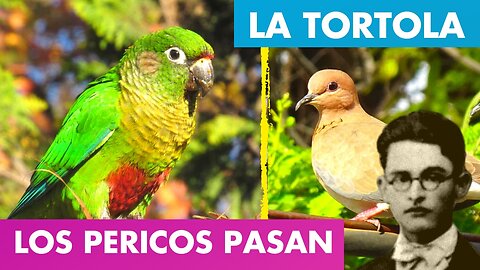 LOS PERICOS PASAN ALFREDO ESPINO 🦜🌤️ | La Tórtola Alfredo Espino 🕊️🌄 | Jícaras Tristes Valentina Zoe