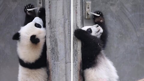 Baby panda tries to open the lock