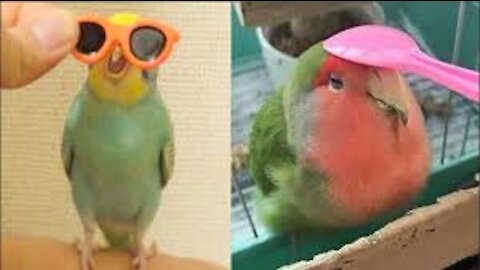 Try Not To Laugh Challenge - BEST FUNNY PARROTS COMPILATION