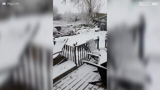 Un chien découvre la neige pour sa plus grande joie !