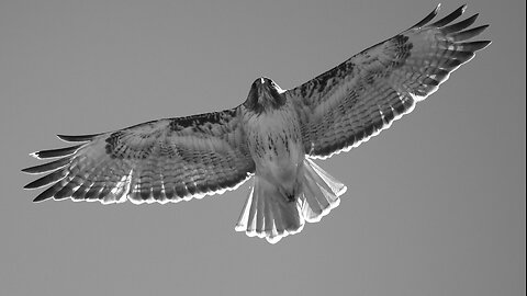 Red-tailed Hawk Circling