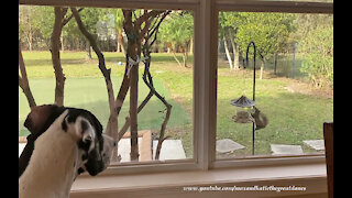 Funny Great Dane's Bark Turns Squirrel Into A Flying Squirrel