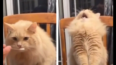 Cat tries ice cream | funny video