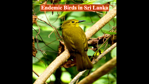Yellow-Browed Bulbul | Endemic Birds in Sri Lanka | Rare Birds