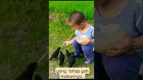 KASIH MAKAN ANAKAN JALAK KERBAU